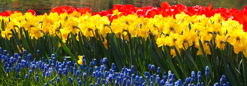 1° EDIZIONE DEL CONCORSO "BALCONI E GIARDINI FIORITI"